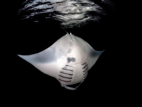 Portrait of a manta ray fish underwater, Maldives