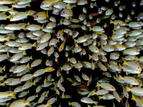 School of yellow snapper fish, Maldives