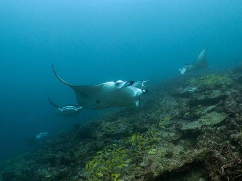 Manta rays at a reef cleaning station, Maldives