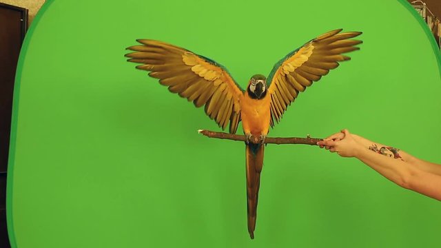 parrot macaw on a green background RIR projection goes, says, flies, eats