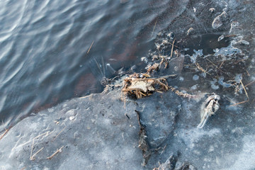 environment pollution ecological disaster.Dead bird stack in the ice with garbage on the beach.