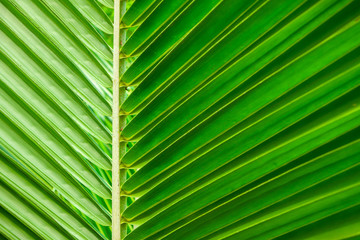 Green palm leaf textures
