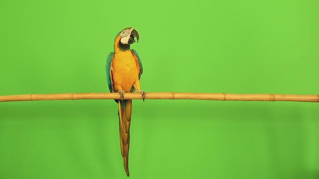 parrot macaw on a green background RIR projection goes, says, flies, eats