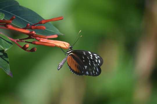 Gorgeous Zuleika Butterfly Sitting on an Orange Flower Bud