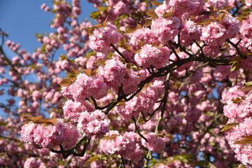 Cerisier du Japon en fleurs au printemps