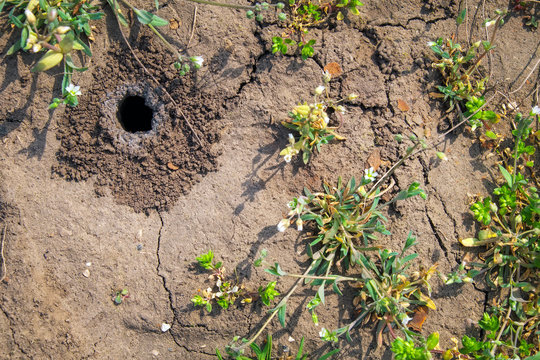 A hole in the soil in the garden. The spider lives inside the burrow