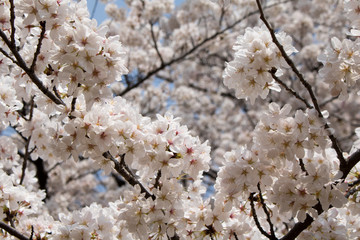 Sakura in Tokio