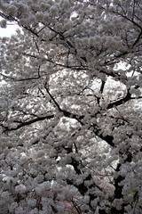 Sakura in Tokio