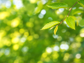 Sunny green elm tree branch spring background