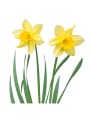 Naklejka na ściany i meble Yellow daffodil flowers isolated on white