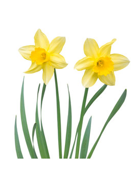 Yellow daffodil flowers isolated on white