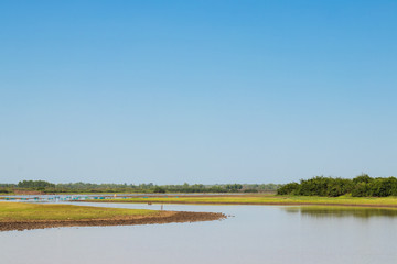 River in the drought with green tree. Landscape river in the drought.