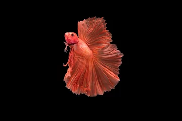 Zelfklevend Fotobehang The moving moment beautiful of siam betta fish in thailand on black background.  © Soonthorn