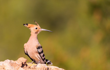 detailed portrait of a hoopoe (Upupa epops) 