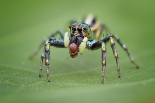 Jumping spider, Batam, Kapulauan Riau, Indonesia