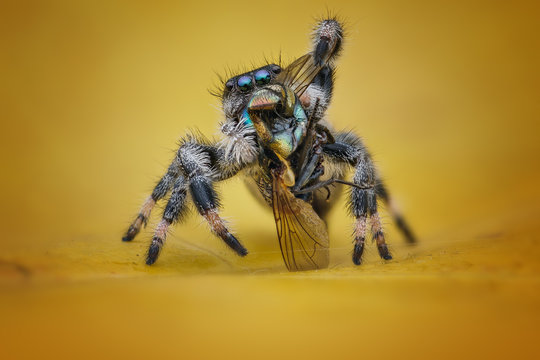 Jumping spider eating an insect, Batam, Kapulauan Riau, Indonesia