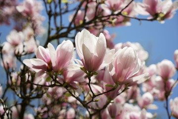 Magnolia, magnoliaceae, Denudata,Rare plants from other countries, which grow with good care in Germany
