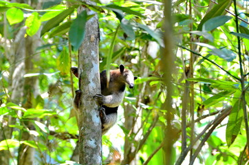 Anteater in the wild