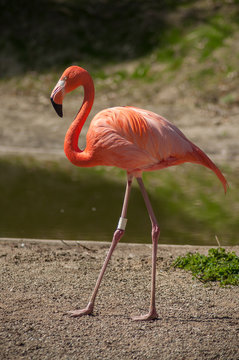 portrait of pink flamingo at the zoo