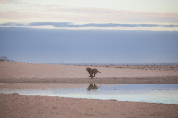 Dog running by the waterside on Paarden Eiland beach at sunrise.