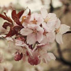 Panele Szklane Podświetlane  Kwiaty wiśni w rozkwicie. Zdjęcie w wieku. Kwiaty kwitną wiosną. Czas kwitnienia Sakury. Kwitnące kwiaty wiśni na wiosnę. Zdjęcie filtra retro. Sakura kwitnie. Efekt vintage.