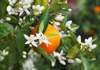 Valencian orange and orange blossoms. Spain.Spring
