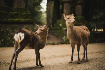 The beautiful and famous nodding deer of Nara in Japan in the central parks. Seen grazing and comfortable with humans, these deer commonly bow as you bow to them.