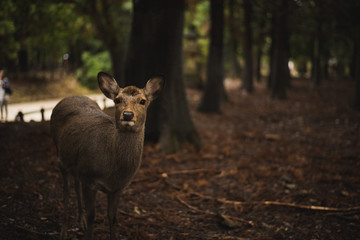 The beautiful and famous nodding deer of Nara in Japan in the central parks. Seen grazing and comfortable with humans, these deer commonly bow as you bow to them.