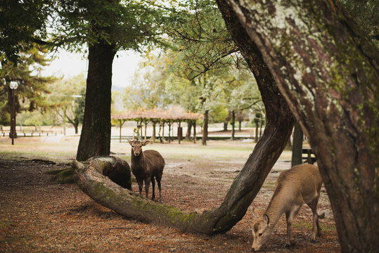 The beautiful and famous nodding deer of Nara in Japan in the central parks. Seen grazing and comfortable with humans, these deer commonly bow as you bow to them. © Bond and Pixel