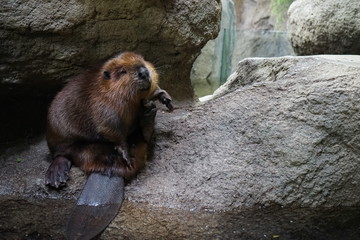 ビーバー © akirash