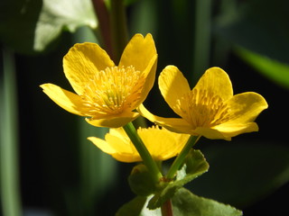 Fototapeta premium Sumpfdotterblumen