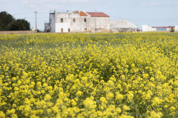 rapaseed (Brassica napus) flower