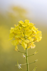 Fototapeta na wymiar rapaseed (Brassica napus) flower