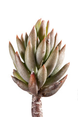 Sedum rubens succulent plant