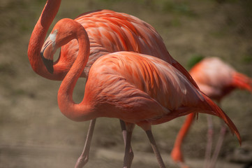portrait of pink flamingo at the zoo