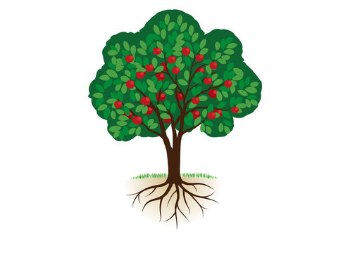 Vector Apple Tree Roots の画像 2 593 件の Stock 写真 ベクターおよびビデオ Adobe Stock
