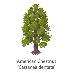 Obraz premium American chestnut icon. Flat illustration of american chestnut vector icon for web