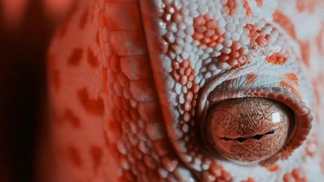 Gecko on the orange wall
