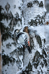 Great spotted woodpecker (Dendrocopos major) on the tree of winter background. Male Hairy Woodpecker in the snow.