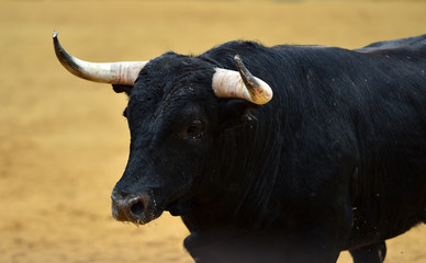 toro español en plaza de toros