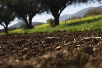 Field, focus on soil, trees and grass in background