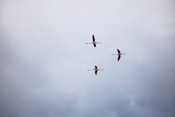 Flamingos by the waterside on Paarden Eiland beach at sunrise.