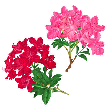 Branches  pink and red flowers rhododendrons  mountain shrub on a white background set seven vintage vector illustration editable hand draw