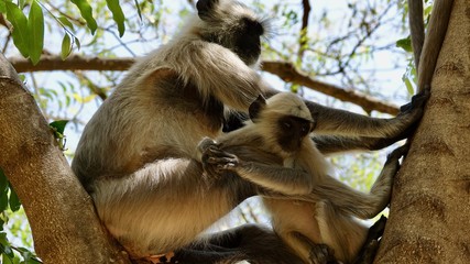 Indische Languren, Langur, Affen