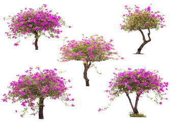 Pink bougainvillea flower tree isolated on white background, The collection of trees.