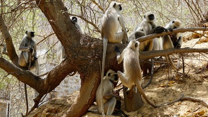 Indische Languren, Langur, Affen