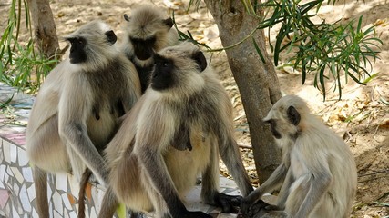Obraz premium Indische Languren, Langur, Affen