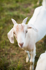 White Young Goat Green Grass Horns