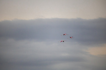 Flamingos by the waterside on Paarden Eiland beach at sunrise.