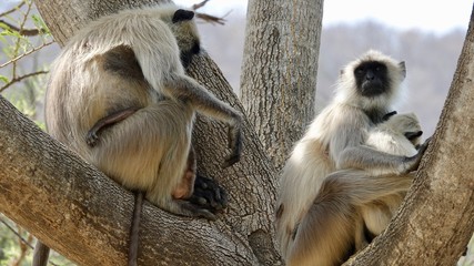Indische Languren, Langur, Affen